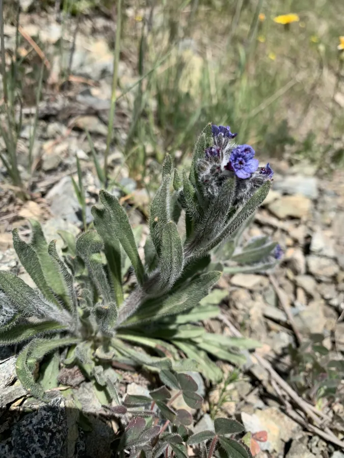 Mattiastrum cristatum