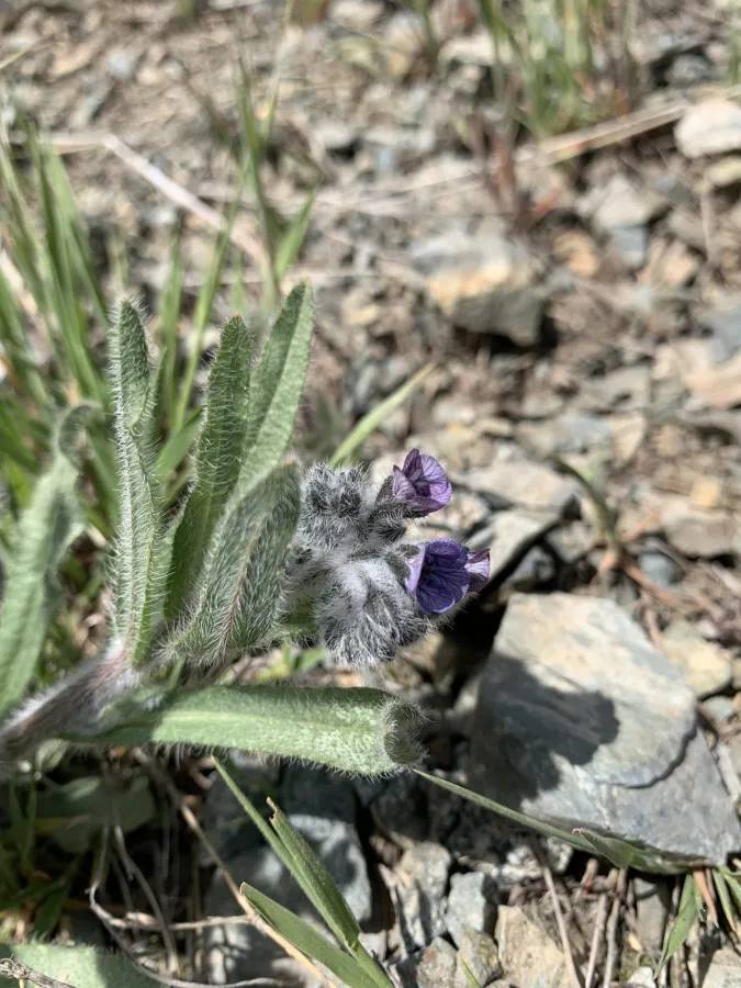 Mattiastrum cristatum