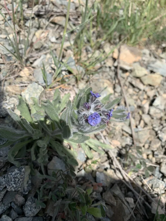 Mattiastrum cristatum