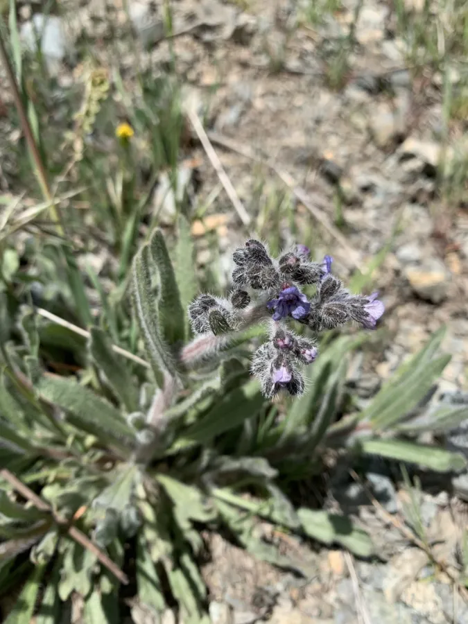 Mattiastrum cristatum