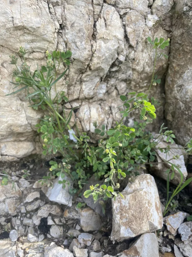 Medicago coronata
