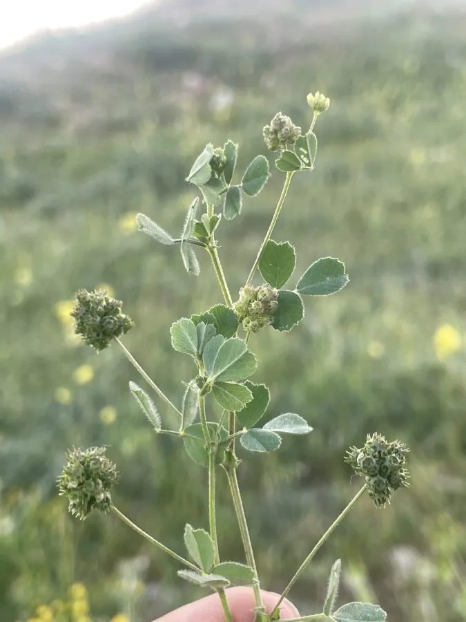 Medicago coronata