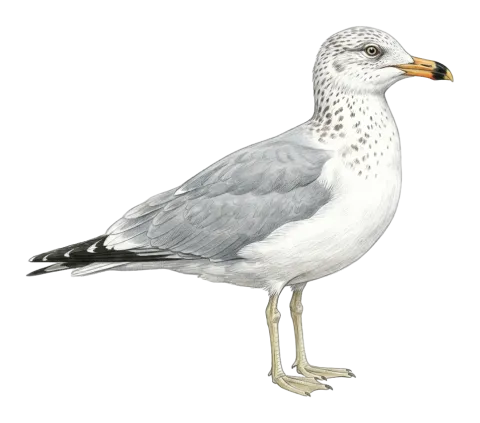 Armenian Gull