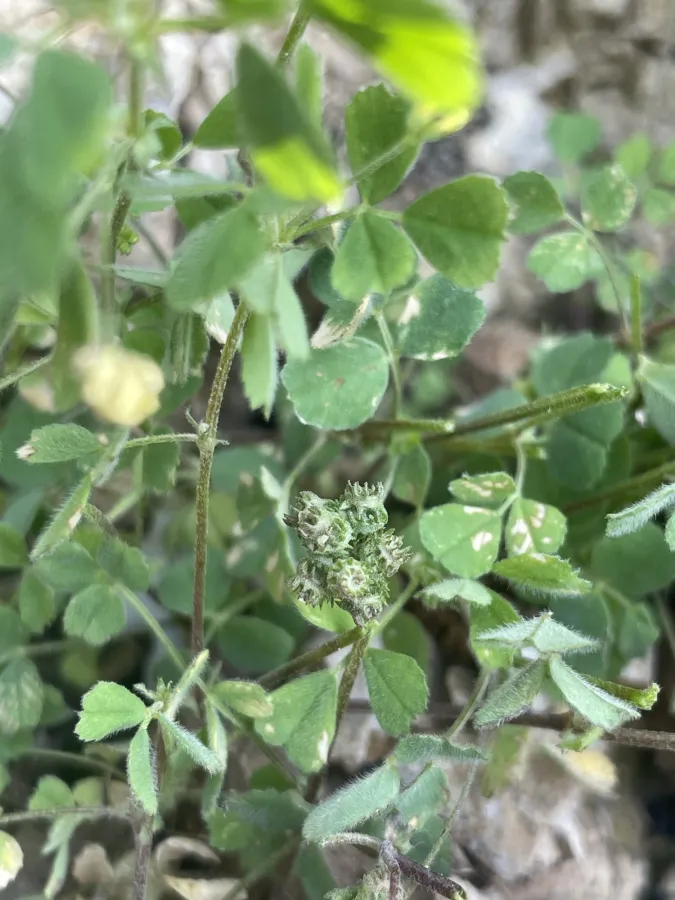 Medicago coronata