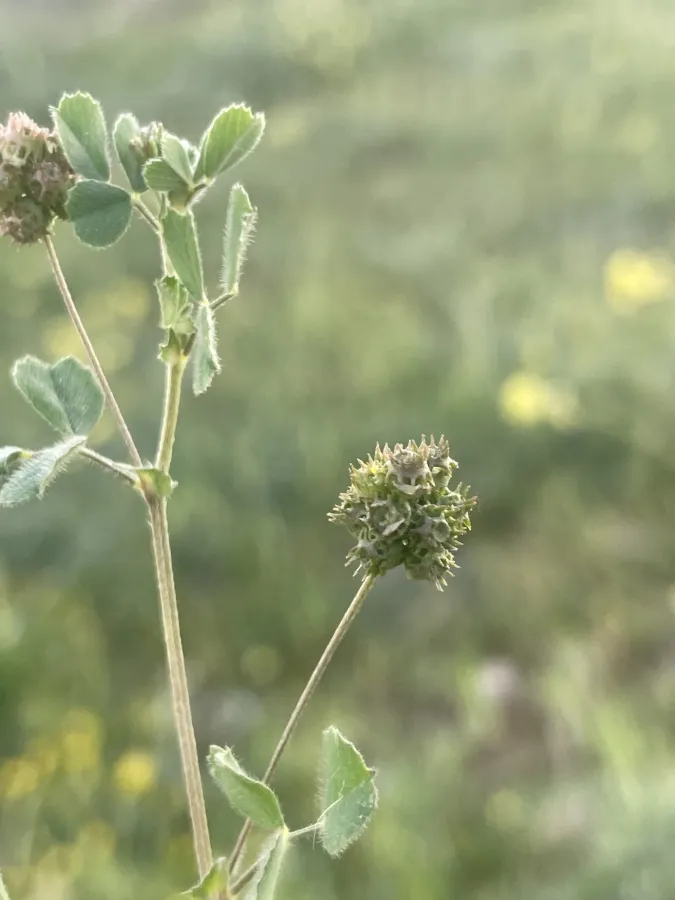 Medicago coronata