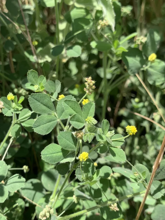 Medicago lupulina