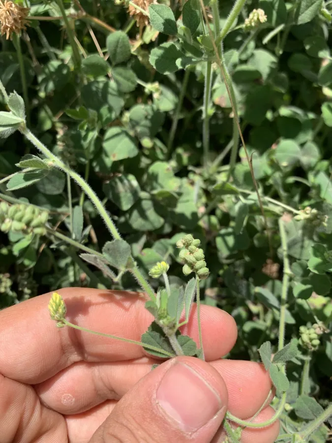 Medicago lupulina
