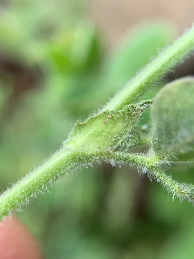 Medicago lupulina