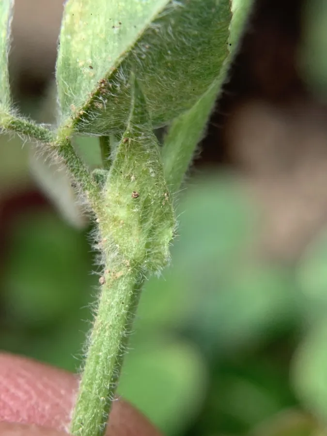 Medicago lupulina