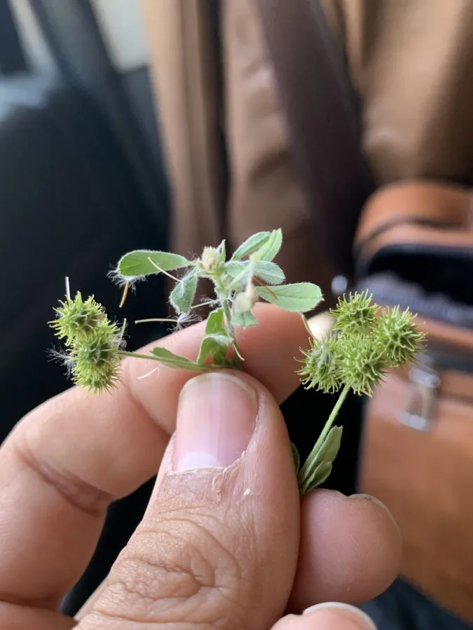 Medicago minima