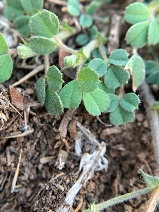 Medicago minima