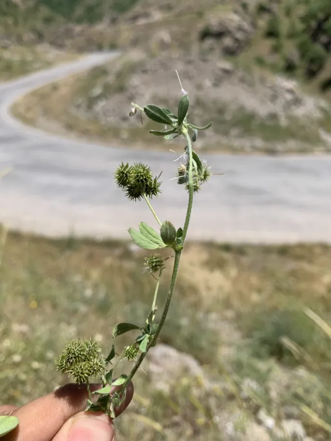 Medicago minima