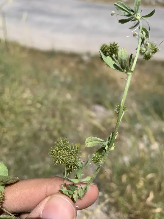 Medicago minima
