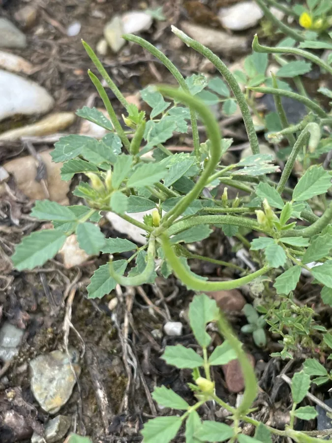 Medicago monantha