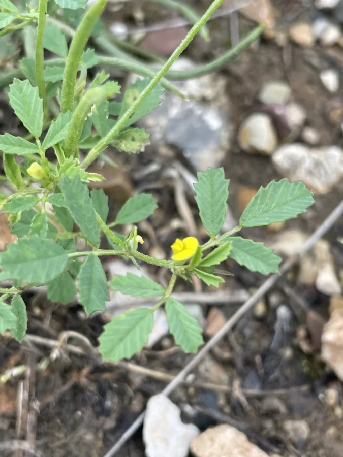 Medicago monantha