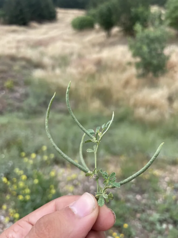Medicago monantha