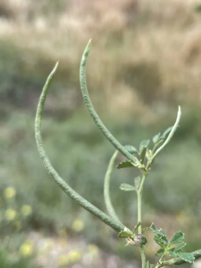 Medicago monantha