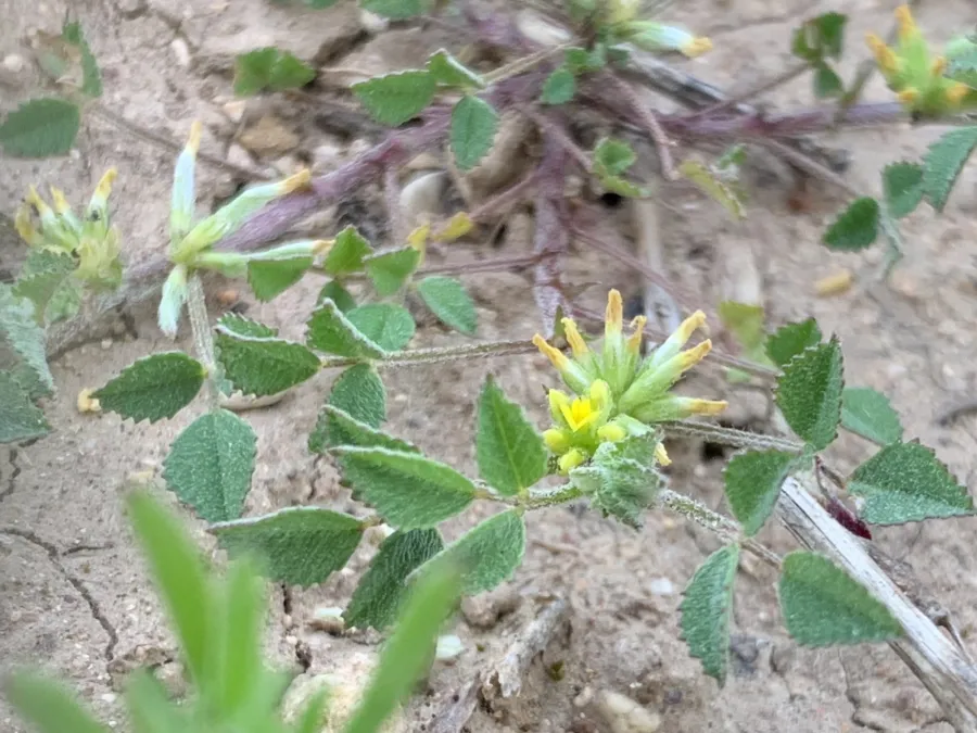 Medicago monspeliaca