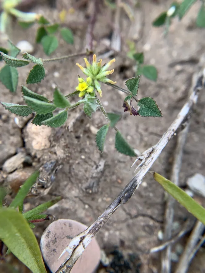 Medicago monspeliaca