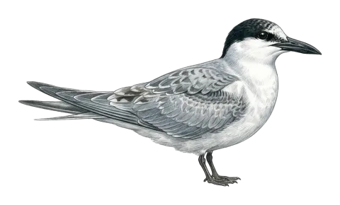 Gull-billed Tern