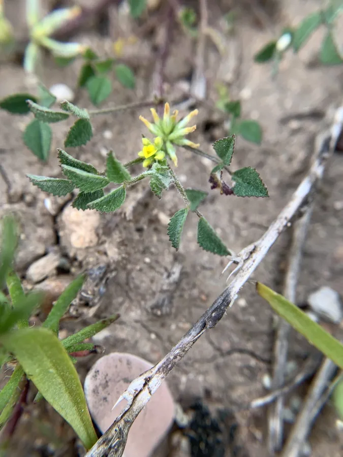 Medicago monspeliaca