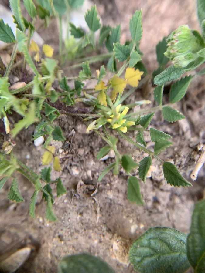 Medicago monspeliaca