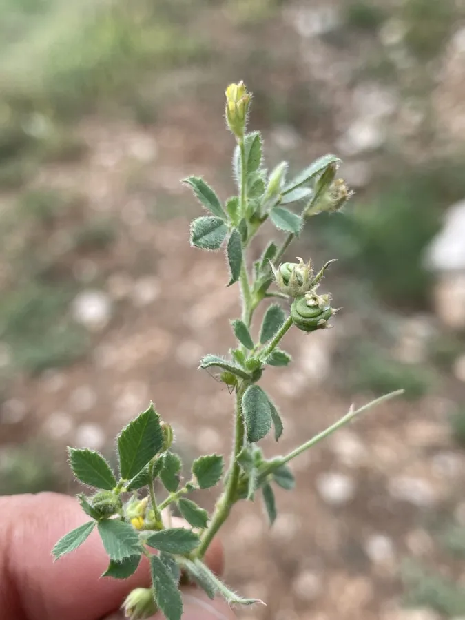 Medicago noeana