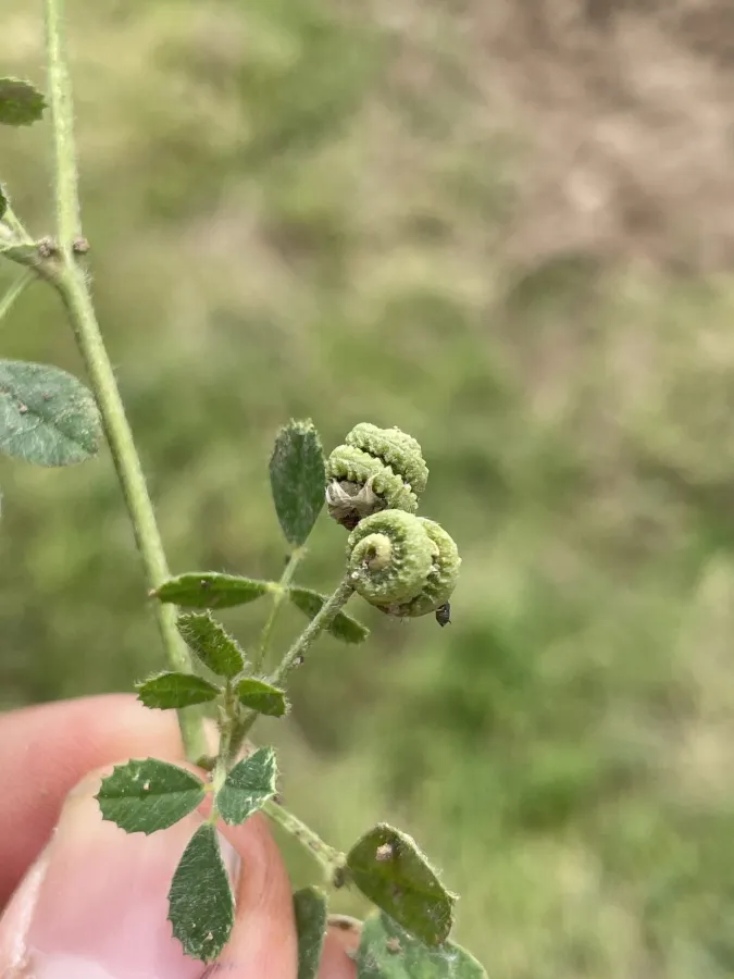 Medicago noeana