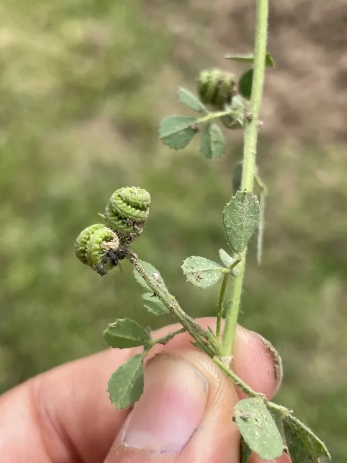 Medicago noeana