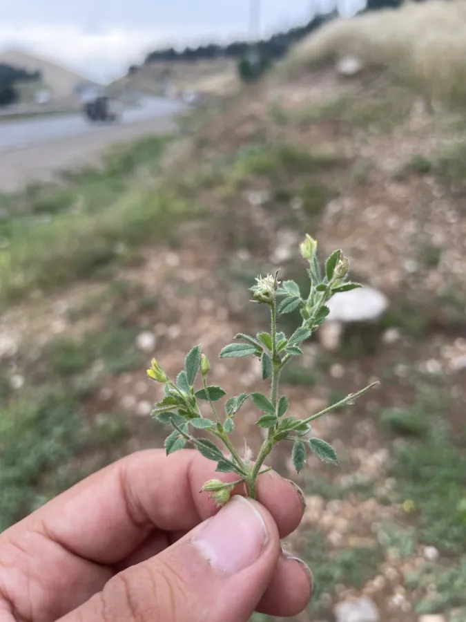 Medicago noeana