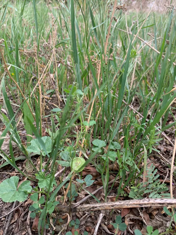 Medicago orbicularis
