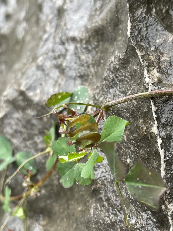 Medicago orbicularis