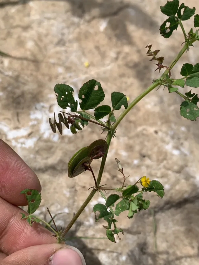 Medicago orbicularis