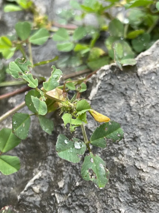 Medicago orbicularis