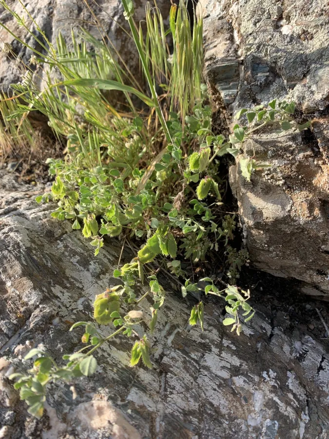 Medicago radiata