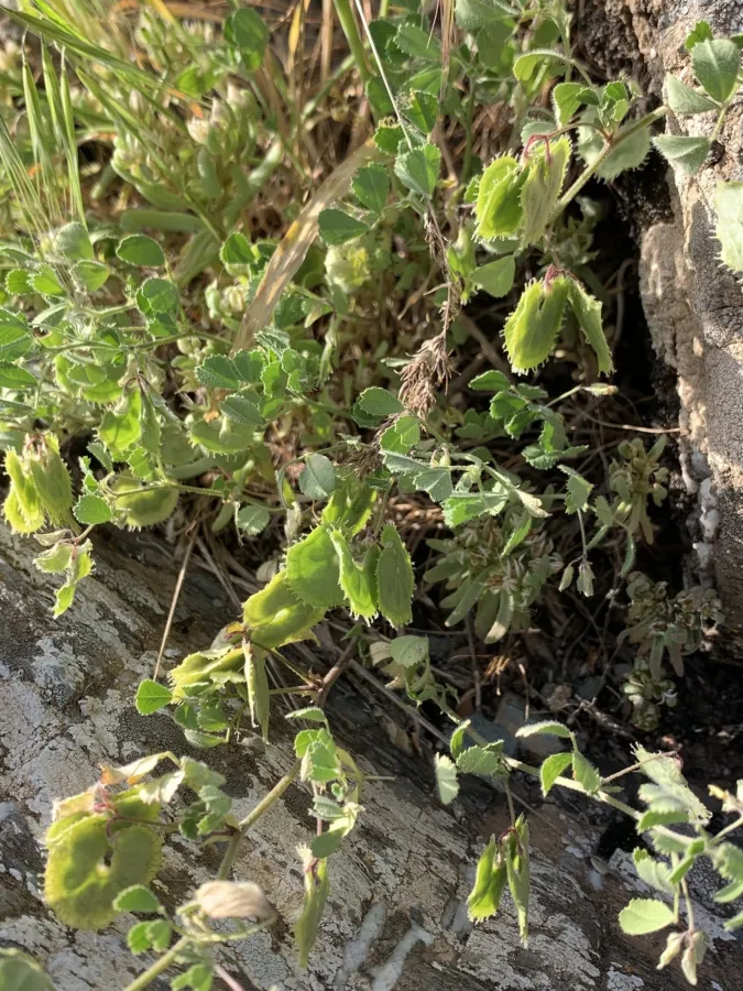 Medicago radiata
