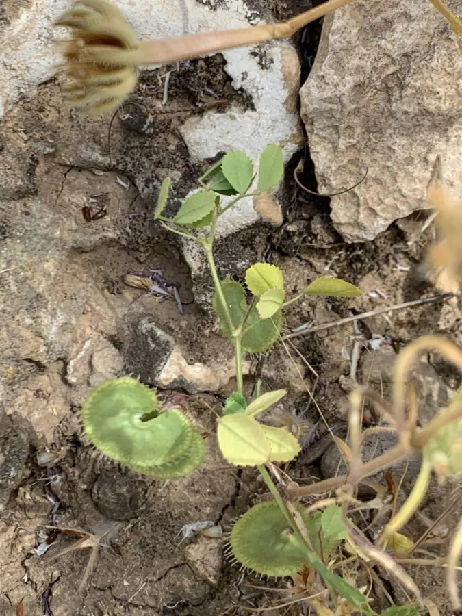 Medicago radiata