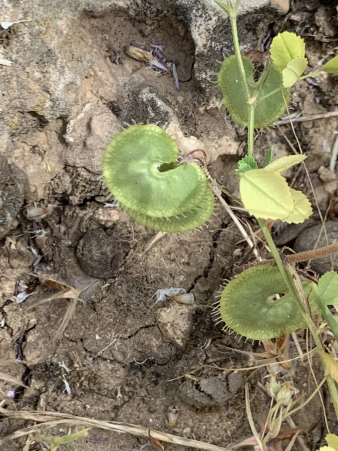 Medicago radiata