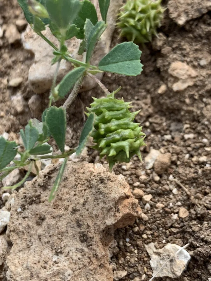 Medicago rigidula