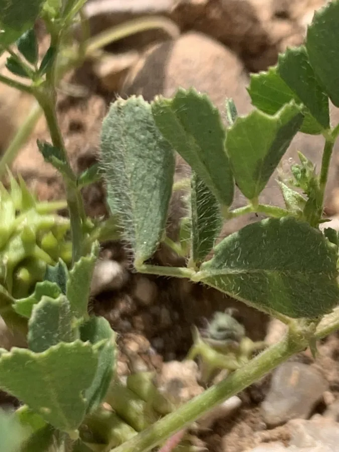 Medicago rigidula