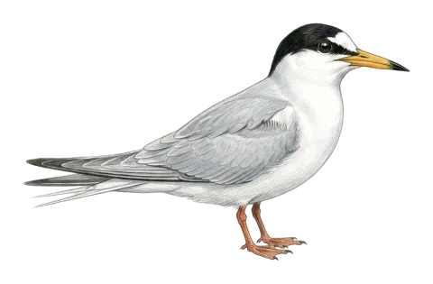 Little Tern