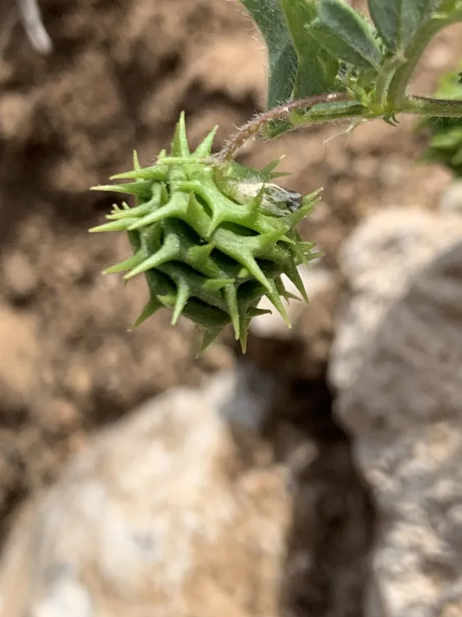 Medicago rigidula