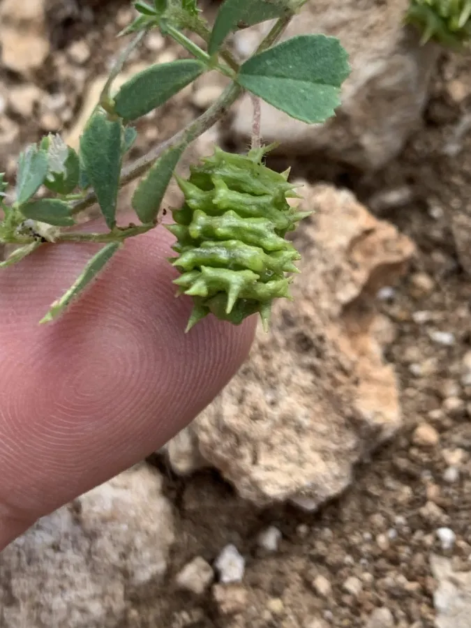 Medicago rigidula