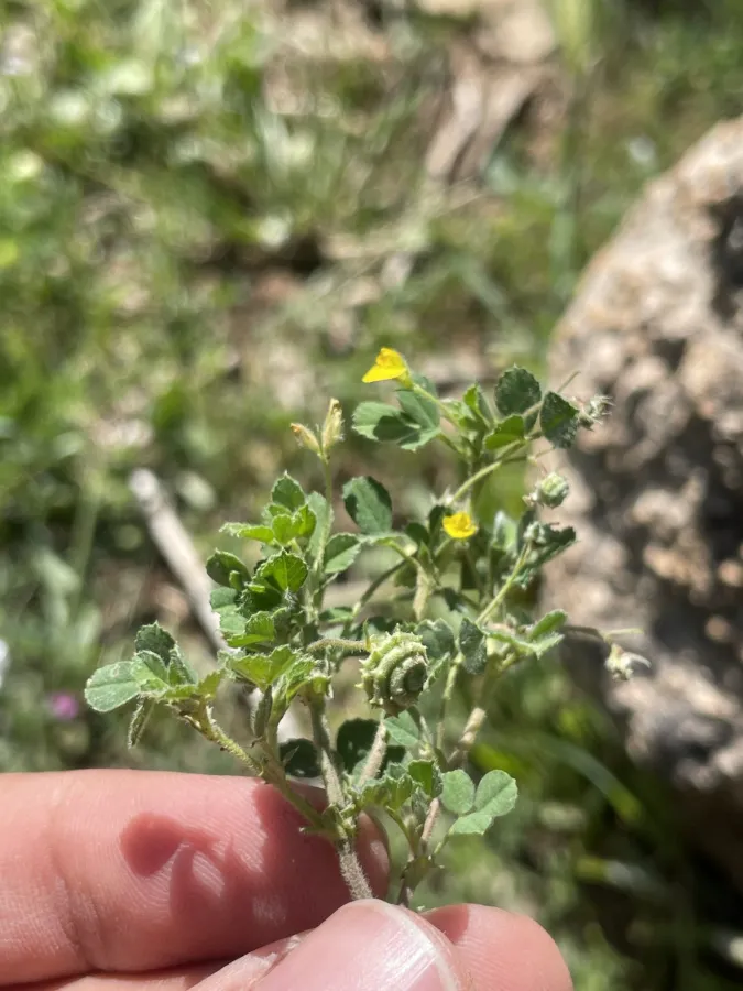 Medicago rigiduloides