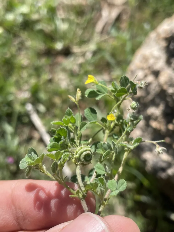 Medicago rigiduloides