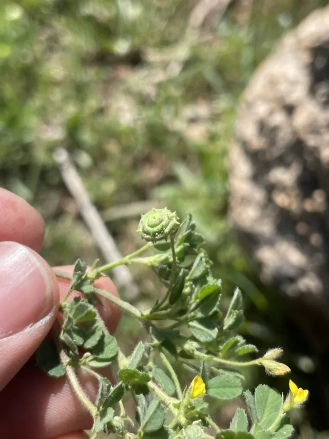 Medicago rigiduloides