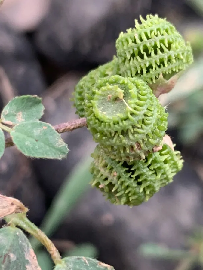 Medicago rotata