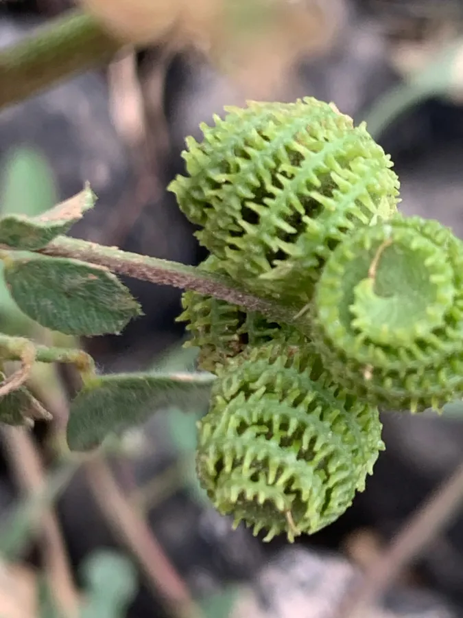 Medicago rotata
