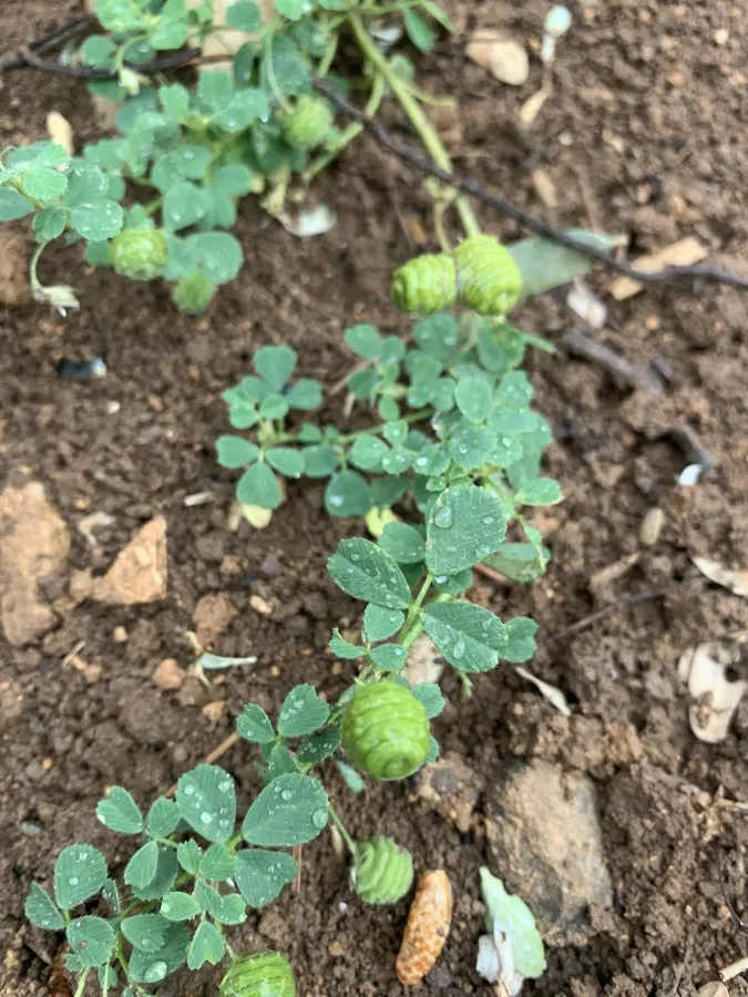 Medicago turbinata