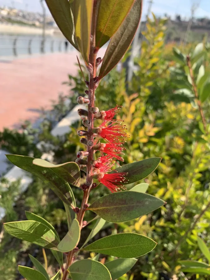Melaleuca citrina
